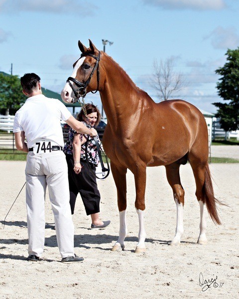 Region 10 In Hand Stallion champion