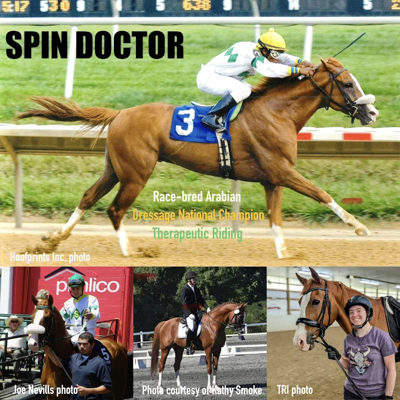Collage of photos featuring Spin Doctor Arabian Horse by Mokee Arabians